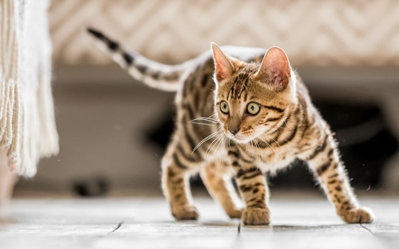 Yavru Kedilerin Beslenmesi ve Bakımı