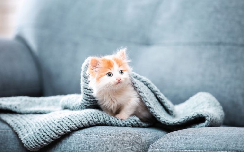 Hoş geldin yavru kedi!