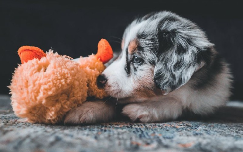 Evde yavru köpek var!