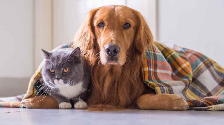 Kış Aylarında Kediler ve Köpeklerde Sık Görülen Hastalıklar?